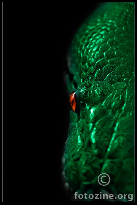 Serpents eye