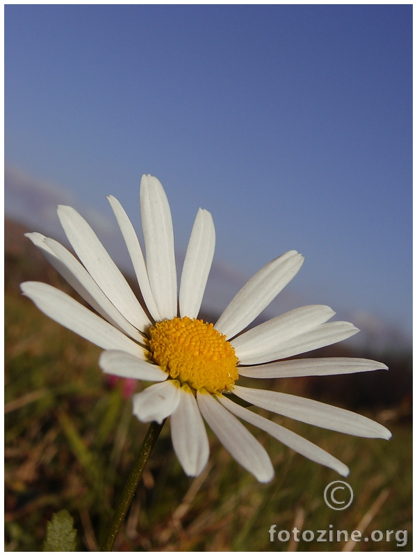 Flor del Campo