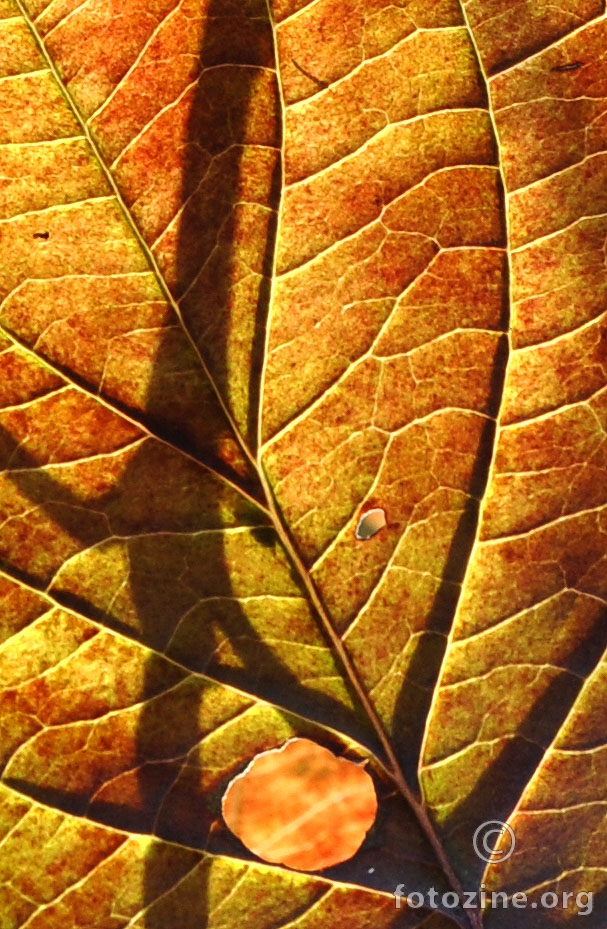 rupa na detalju detalja