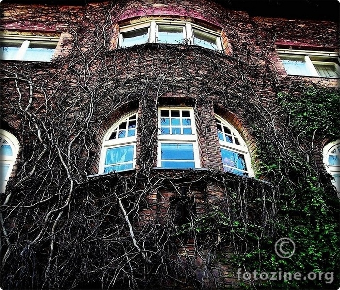 Korijeni u Petrovoj...