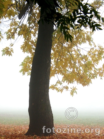 Drvo u magli