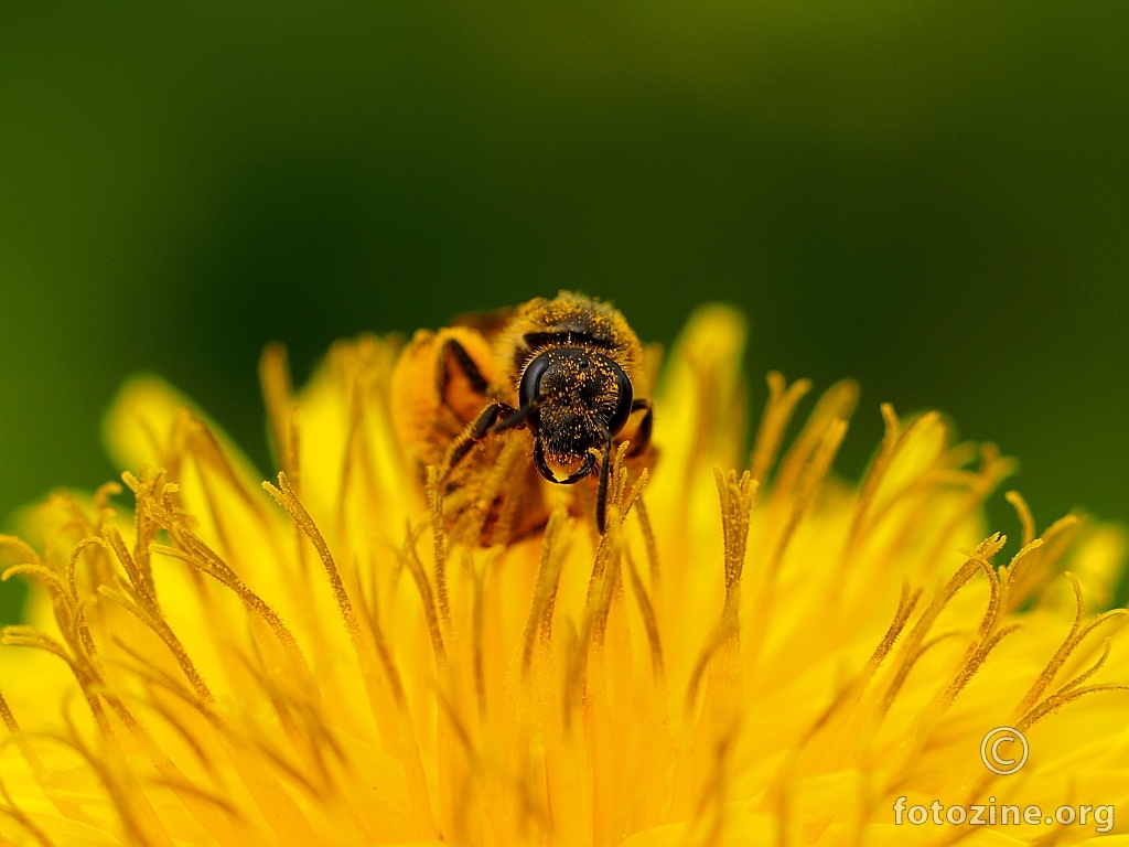 klasika prirode