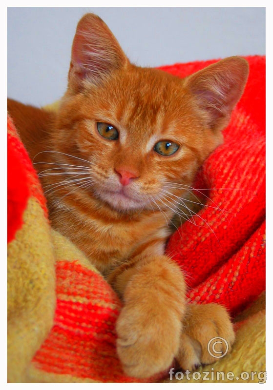 Cat_Apricot