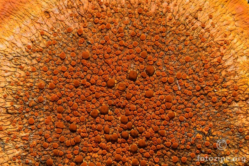 magma