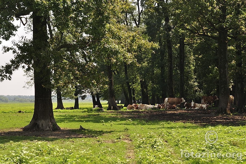 Podnevni odmor (pašnjak Mužilovčica)