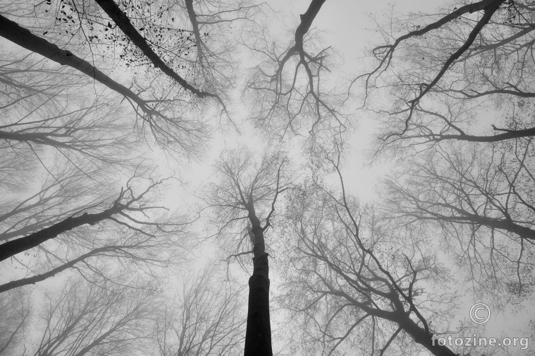 Neurons