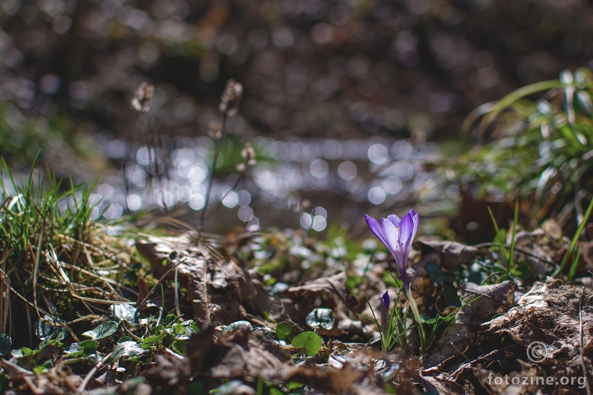 Cvjetni bokeh u proljetnom sunčanom danu