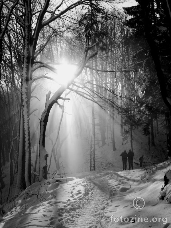 Sunce i šuma