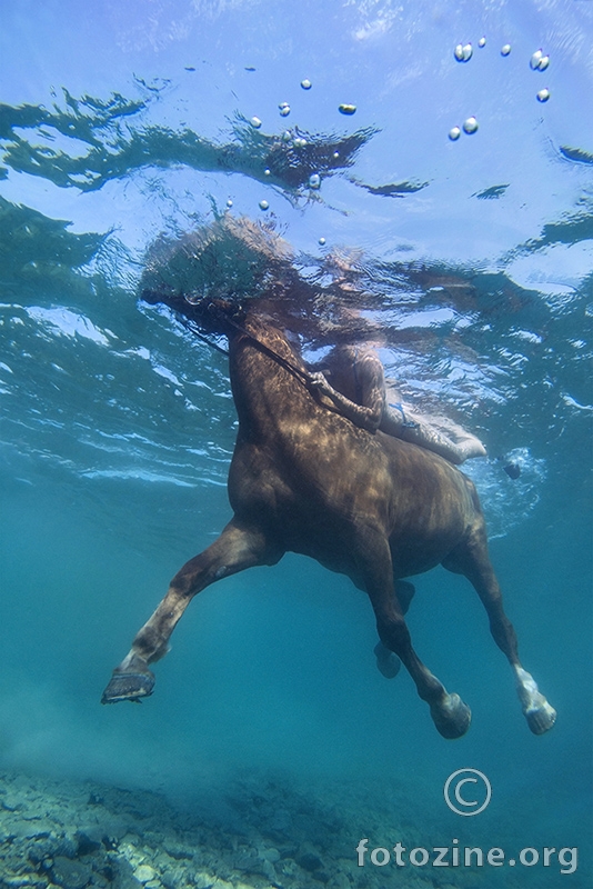 Seahorse