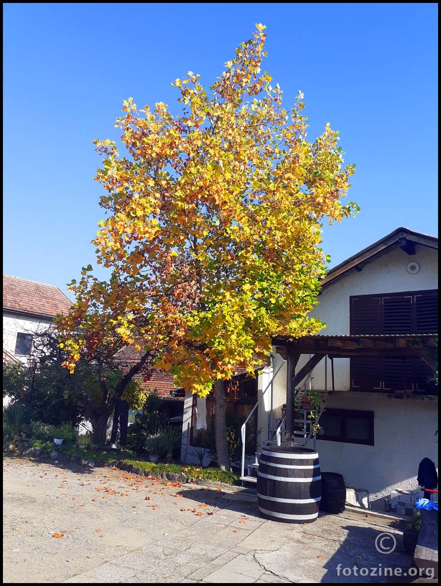 jesen u mome dvorištu