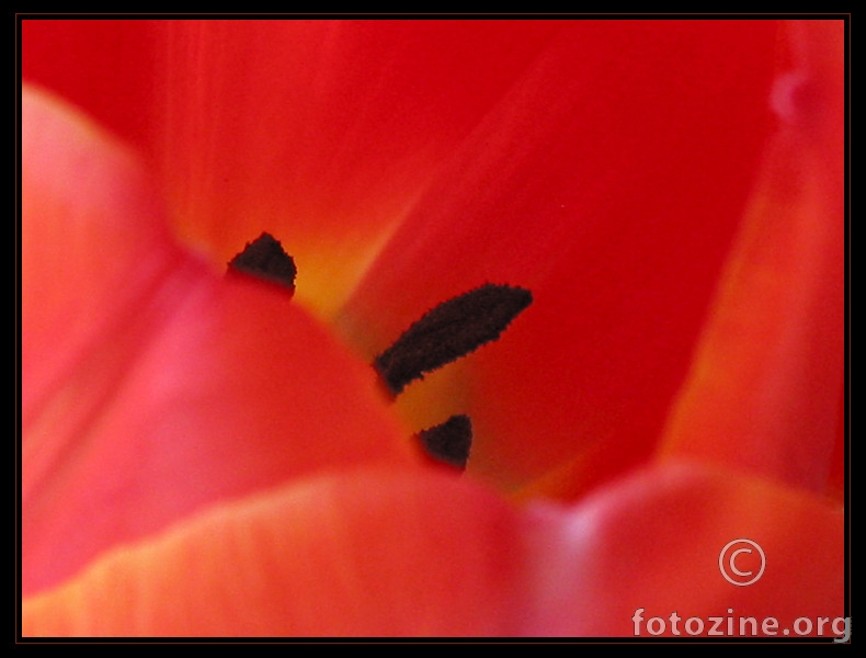 lady in red