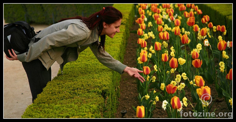 la tulipe