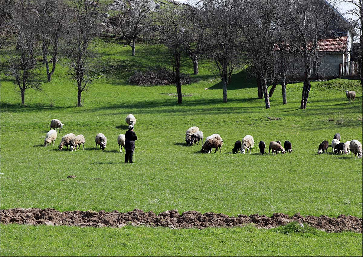 Pastirica i ovčice