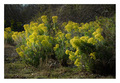 Euphorbia wulf…