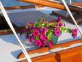 Cvijet na brodu