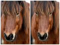 Islandski pony