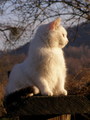 Bijela maca