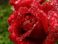 Obogaćena ruža…