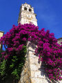 Zvonik u cvije…