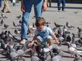 gladni golubovi