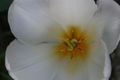 bijeli tulipan