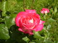 ružičasta ruža…