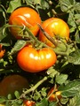 paradajzi