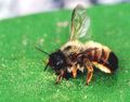 Vrijedna pčela