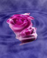 Vodena ruža...…