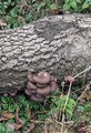 Gljive na deblu