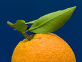 Bračka naranča…