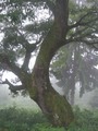 drvo u magli