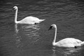 Dva labuda bje…