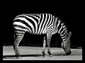 njemačka zebra…