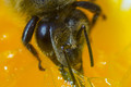 Žedna je pčela…