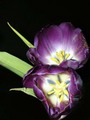 tulipan7