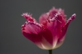 Čupavi tulipan
