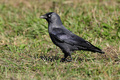 Čavka (Corvus …
