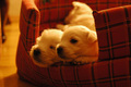 Puppies :-)