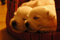Puppies :-)