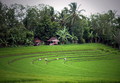 Polje riže