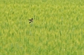 Crnoglava trav…