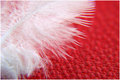 feather on red…