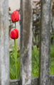 tulipanci