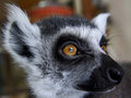 lemur