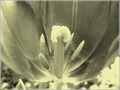 tulipan sepia