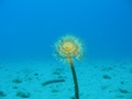 Podvodni cvijet