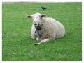 ovca za Oftzu