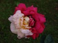 Dvobojna ruža