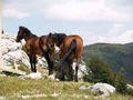 Konji na Veleb…